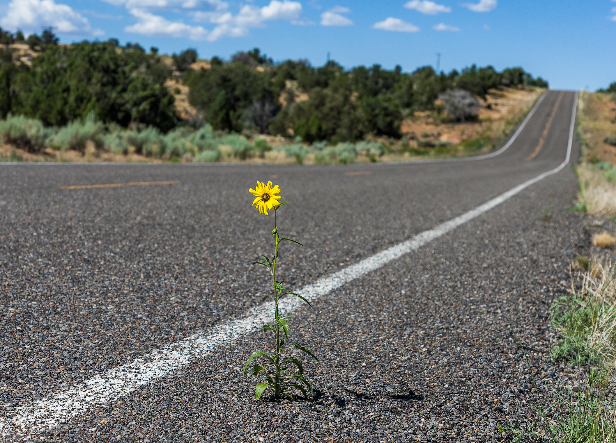 Turning Adversity into Joy