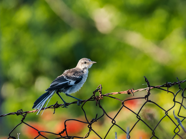 The Mockingbird Revisited