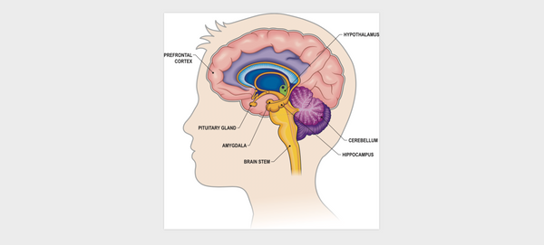 The Brain's Filter