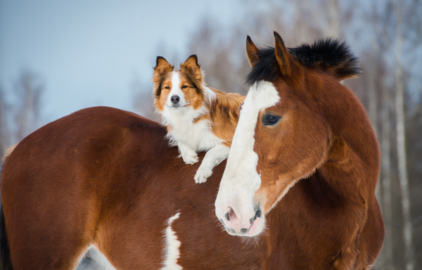 How many Joy Points from animals do you need?