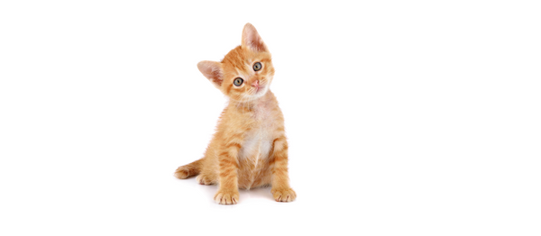A kitten or a lion? The brain's threat detection errors